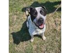 Adopt Aj a Pit Bull Terrier