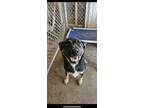 Adopt Fred a Shepherd