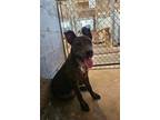 Adopt Samson a Pit Bull Terrier
