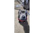 Adopt Atlas a Pit Bull Terrier