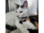 Adopt Big Boy a American Shorthair