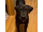 Adopt Taj a Shar-Pei, Labrador Retriever