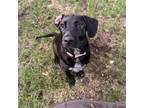 Adopt Machu a Shar-Pei, Labrador Retriever