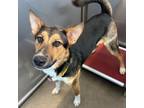 Adopt Phineaus a Shepherd