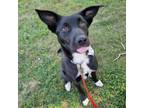 Adopt Bradford a Pit Bull Terrier