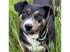 Adopt Dennis a Mixed Breed
