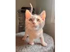Adopt Cowboy a Domestic Short Hair
