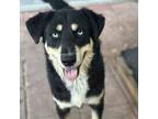 Adopt SAMMY a Australian Shepherd, Mixed Breed