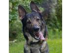 Adopt CAPHONE a Belgian Shepherd / Malinois, Dutch Shepherd