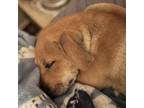 Adopt D.G. a Mixed Breed