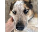 Adopt BANDIT a Australian Shepherd, Mixed Breed