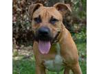 Adopt RAVIOLI a Black Mouth Cur, Mixed Breed