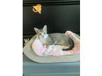 Adopt CALVIN M a American Shorthair