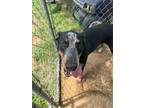 Adopt Pippin a Bluetick Coonhound
