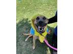 Adopt Darla a Labrador Retriever, German Shepherd Dog