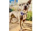 Adopt ASHLEY a Pit Bull Terrier
