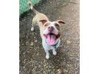 Adopt DAISY a Pit Bull Terrier
