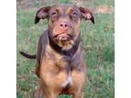 Adopt Piper a Hound, Mixed Breed