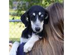 Adopt Roxie a Siberian Husky, Mixed Breed