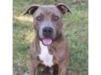 Adopt Dove a Mixed Breed