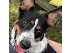 Adopt Poppi a Border Collie