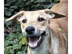 Adopt Paris a Rat Terrier, Black Mouth Cur