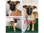 Adopt Faith a German Shepherd Dog