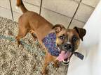 Adopt GEORGIA a Rhodesian Ridgeback, Boxer