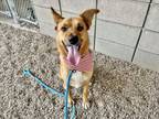 Adopt GWEN a German Shepherd Dog, Australian Cattle Dog / Blue Heeler