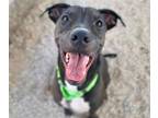Adopt LITTLE ONE* a Shar-Pei, Mixed Breed