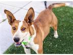 Adopt DONNA* a Carolina Dog, Mixed Breed