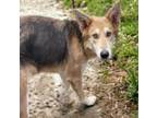 Adopt JEWEL* a German Shepherd Dog