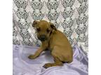 Adopt COOKIE DOUGH a American Staffordshire Terrier, Mixed Breed
