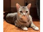 Adopt PHOENIX a Domestic Short Hair