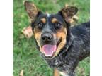 Adopt Dog a Australian Shepherd