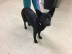 Adopt Dog a Carolina Dog