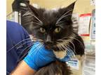 Adopt MINI a Domestic Short Hair