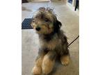 Adopt POPPY a Wheaten Terrier, Mixed Breed