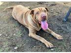 Adopt MOLLY a Shar-Pei