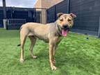 Adopt KYLIE a German Shepherd Dog, Shar-Pei
