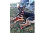 Adopt POPTART a German Shepherd Dog