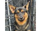 Adopt BUTTERSCOTCH a Australian Kelpie, Terrier