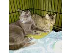Adopt Angel a Russian Blue, Domestic Short Hair