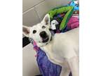 Adopt SHASTA a Siberian Husky, Mixed Breed