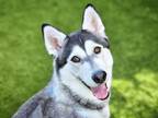 Adopt PIXIE a Siberian Husky
