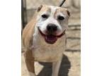 Adopt MARLA a Pit Bull Terrier