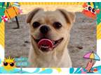 Adopt JADE a Pug, Mixed Breed