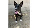 Adopt PARMESAN CHEESE a Pit Bull Terrier, Mixed Breed