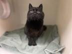 Adopt JACKIE a Domestic Short Hair