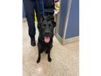 Adopt JADA a German Shepherd Dog